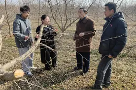 陕西扶风：广种元宝枫，把“健康油”装进“中国碗”图片