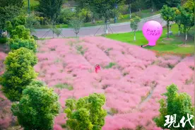 超出片！来盐城这里邂逅粉黛花海图片