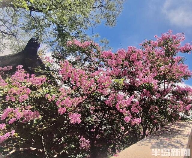 崂山明霞洞百年紫薇盛放，古木繁花绘就盛夏画卷
