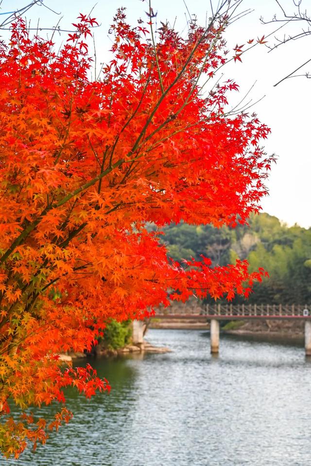 美“枫”了！九峰村迎来颜值巅峰！