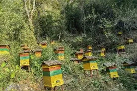 湖南城步雪花蜜畅销海内外图片