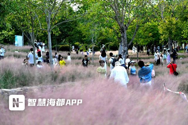 成片粉黛乱子草花海梦幻上线！这些公园火了！