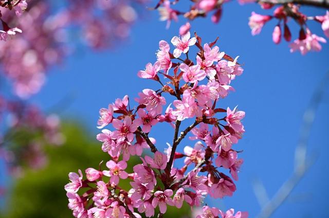风过腾冲玛御谷 樱花漫染暖冬