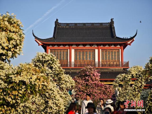 江西南昌天香园万菊绽放 民众醉游菊香花海