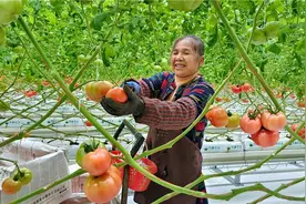 你爱吃的普罗旺斯番茄，很可能产自梁平这里......图片