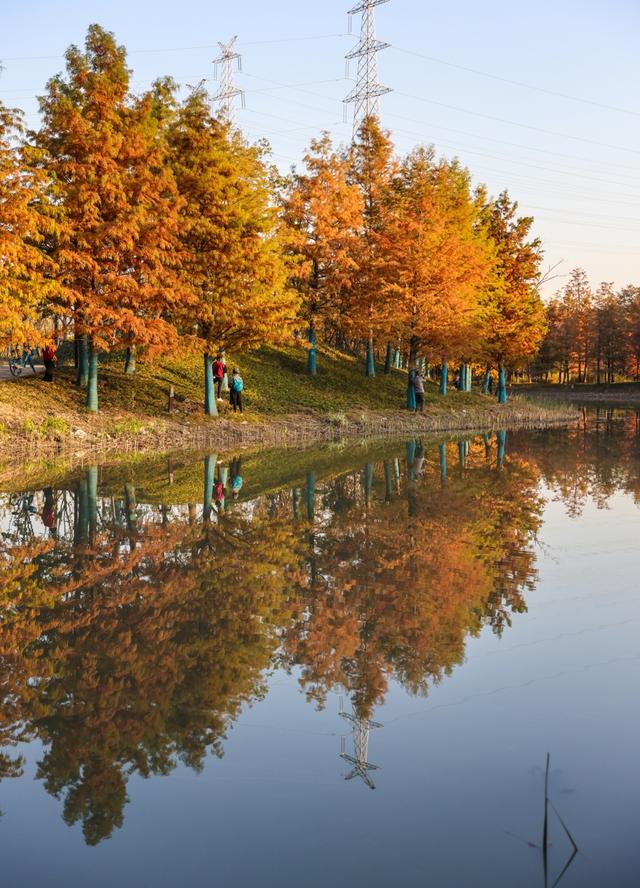 新晋秋日“顶流”美图来袭！魔都阿勒泰未开先火，落羽杉迎来最绚烂时刻