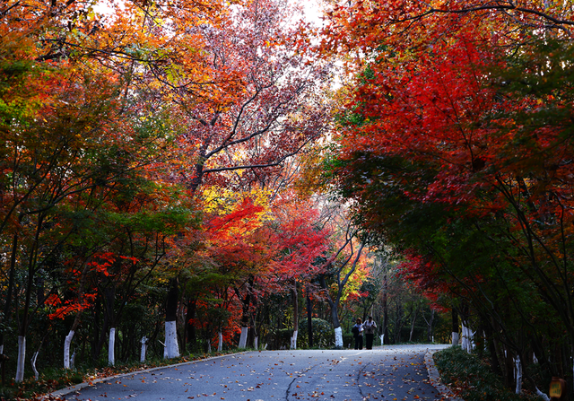 中大路 “红” 了！本周 C 位遛弯地预定！