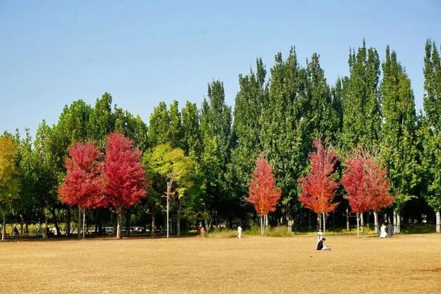 惊艳！身边的北京秋景“天花板”来了！