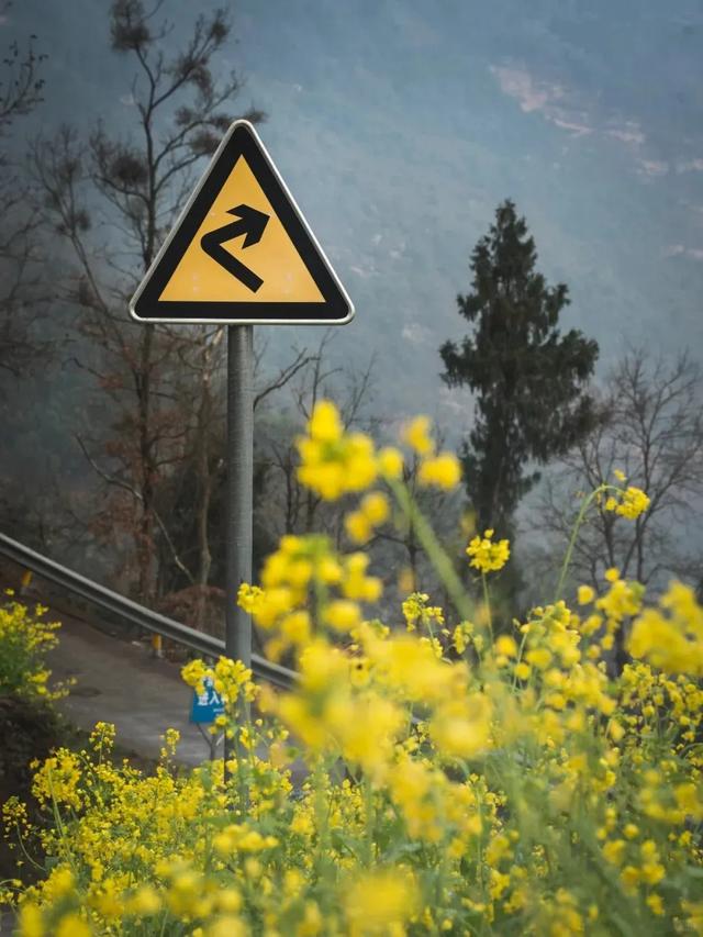 大冬天去赏什么花~油菜花！