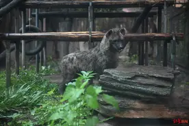 多个“萌新”落户成都动物园：首次引进斑鬣狗，还有来自太原的黑猩猩图片