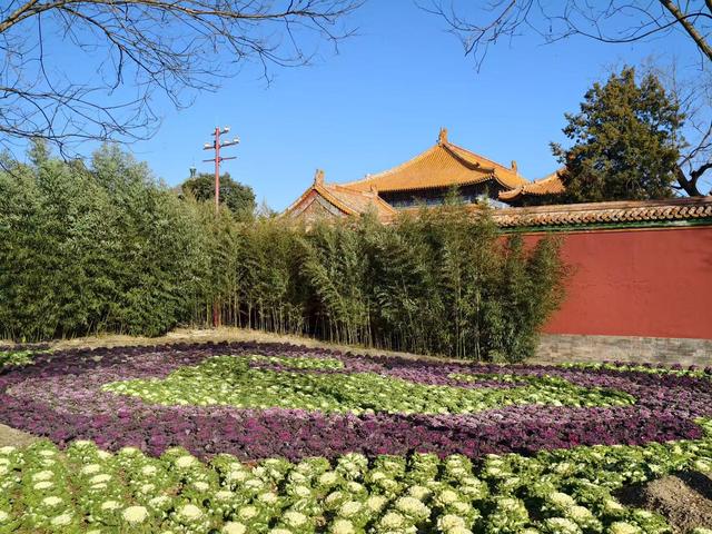 冬日也有景色可赏！景山公园“上新”羽衣甘蓝主题花境