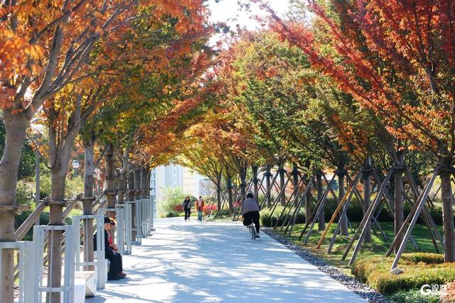青岛人家门口的“生态园”：一河秋景，满园生机