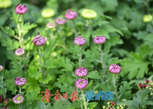一年四季 泉在济南丨泉水与菊香为伴！趵突泉菊展静待绽放