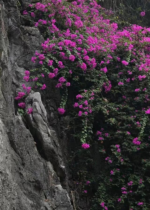 解锁冬日浪漫！来岩前星湖畔，一起走“花路”吧！