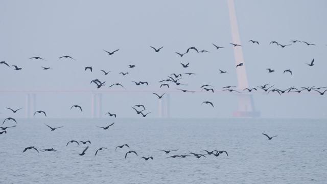 广东松变蓝，AI保护红树林，盘盘广东家底，看绿美常青之道