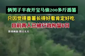 俩男子半夜开宝马偷200多斤番薯，只因觉得番薯长得好看肯定好吃图片