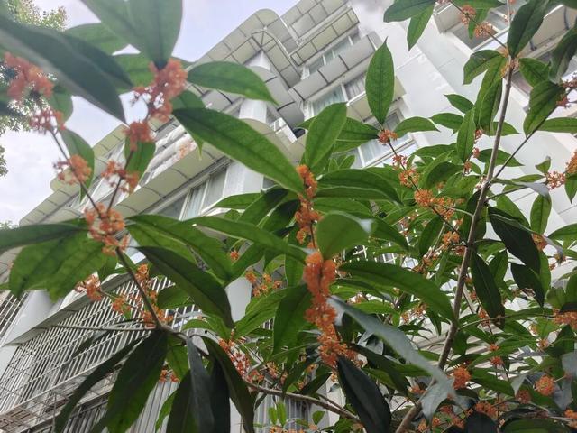 据说来四川“赴桂”，保整年“富贵”