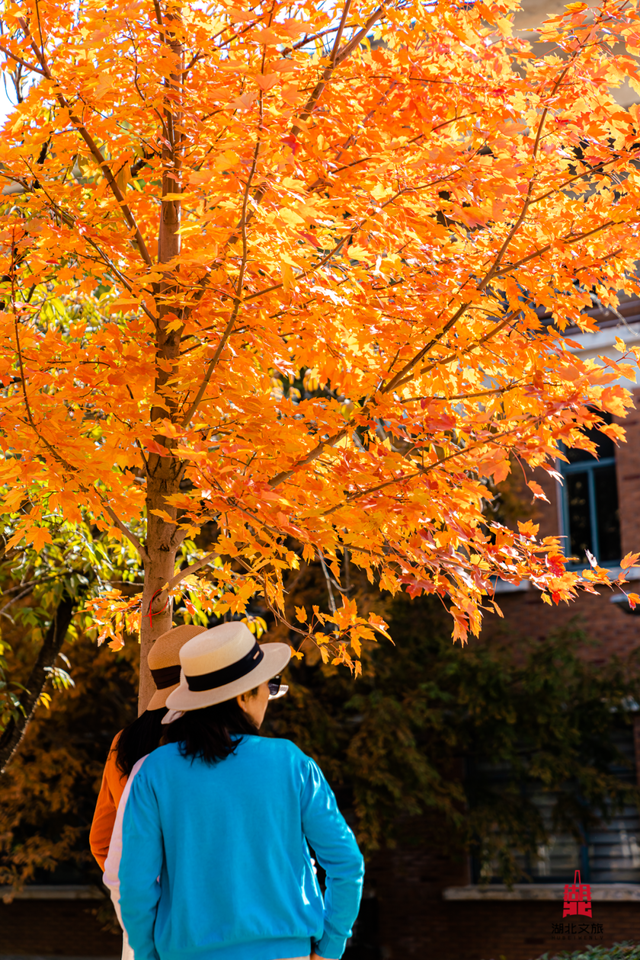 红红红红！红“枫”了！
