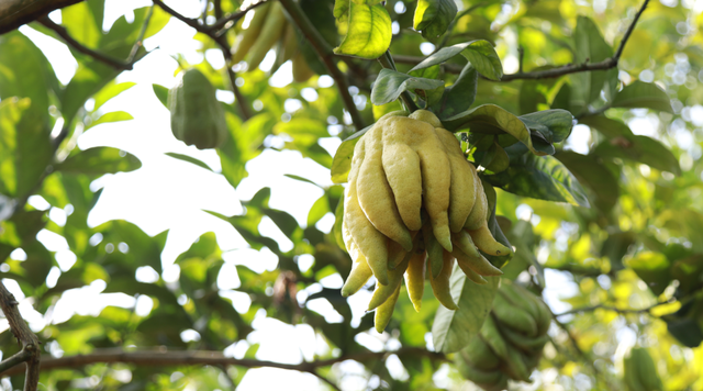 乌蒙本草·酒城品健 | 带你认识“酒城九味”之佛手