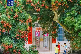 从“一骑红尘”到“一键下单” 岭南荔枝来了图片