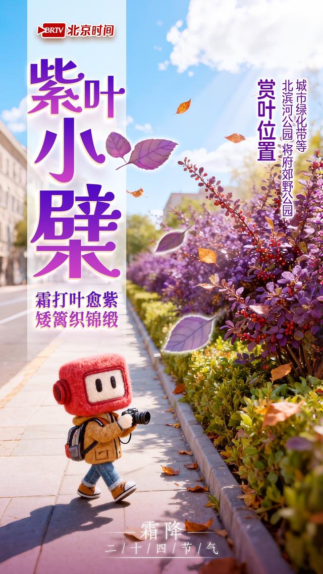 霜降踏京秋 一叶一风光｜8种彩叶绘就北京多彩又诗意的秋