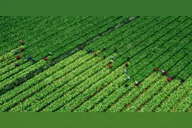 华容芥菜之味：苦辣酸甜于一身，人生百味在其中图片