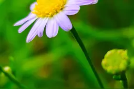马兰头开花了，风吹雨打都不怕图片