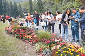 “2024深圳仙湖植物园秋花集”活动开启图片