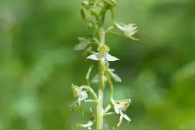 燕都新趣|北京郊野何处访兰花？图片