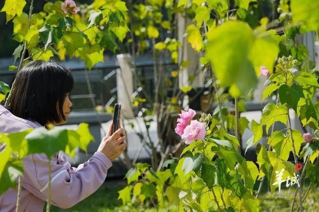 盛花期！流花湖畔迎来“冬日浪漫”！