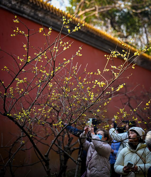 蜡梅飘香伴红墙 邂逅金陵独有的冬日浪漫
