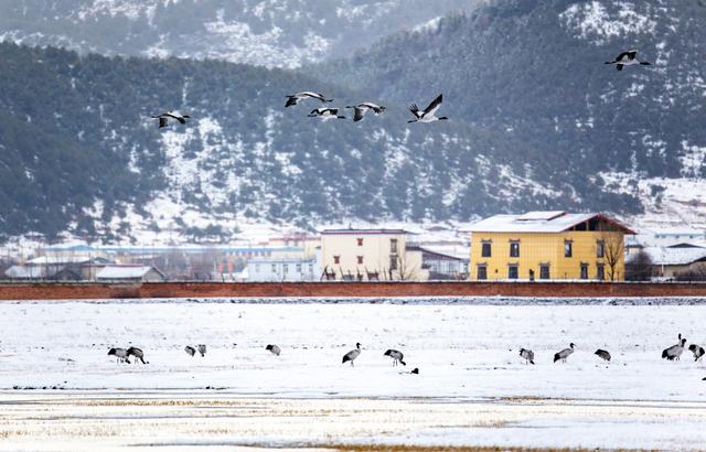 全国十大赏冬景地图出炉 迪庆梅里雪山上榜