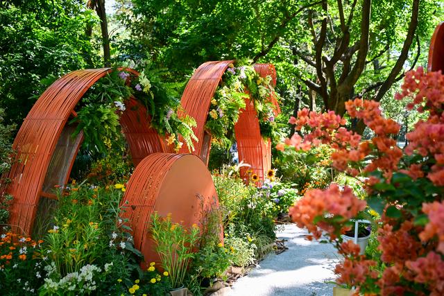 繁花盛宴邀你共赏，2025深圳簕杜鹃赏花周来啦！