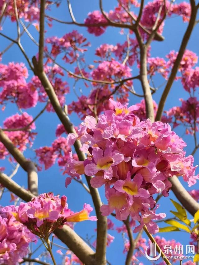 泉州的冬天依然有浪漫花海上线 “冬半如春暖，疏花满路开”