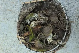 滁河南京浦口段被污染，养殖户：对上游排污不知情，大量螃蟹陆续死亡视频封面