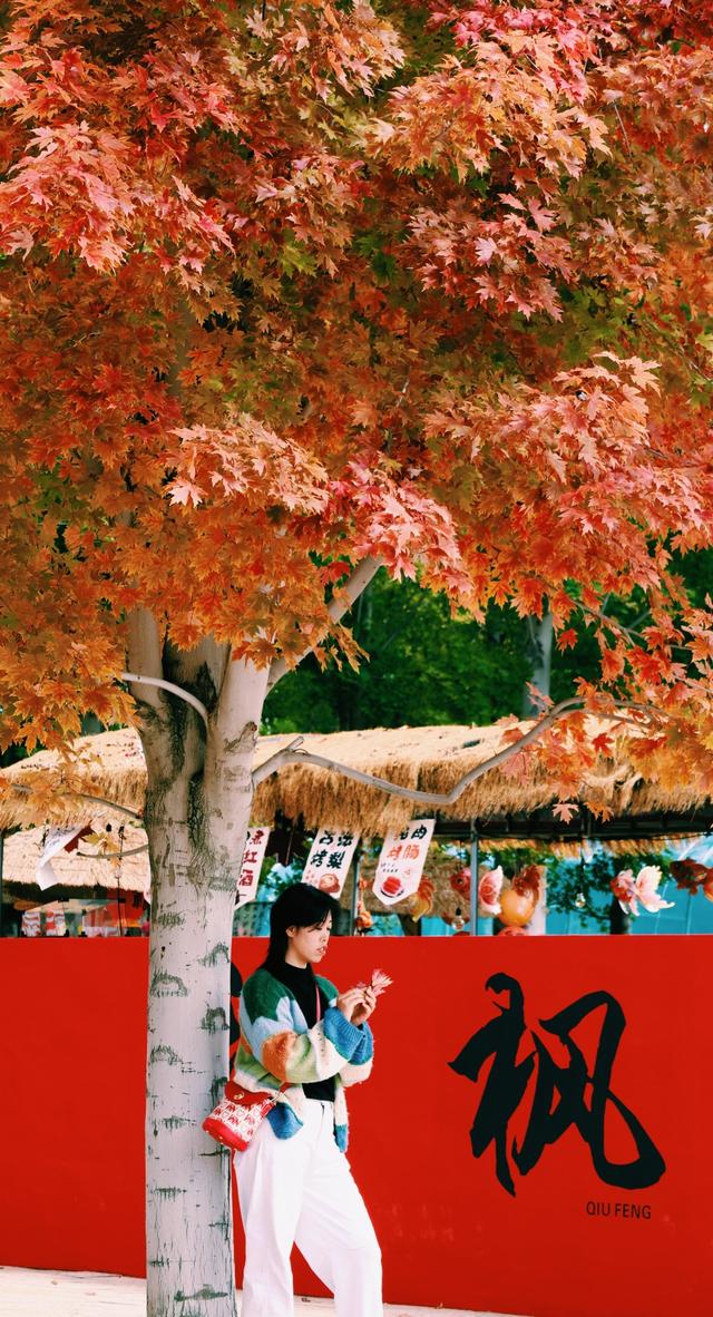 秋日顶流邂逅，在张家楼画美达尼遇见红枫的热烈与粉黛的温柔
