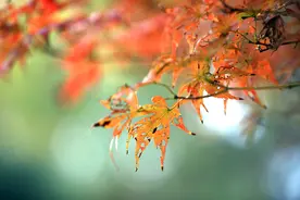 10月24日0时21分霜降：红枫似烟霞，胜过春花开图片