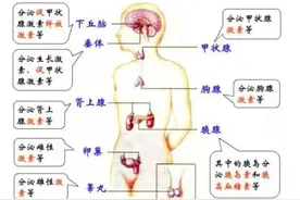 内分泌失调，身体也会出问题！这4点你做到没？图片