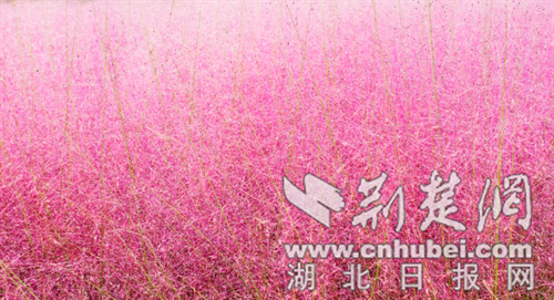郧西县“粉黛”盛放引客来