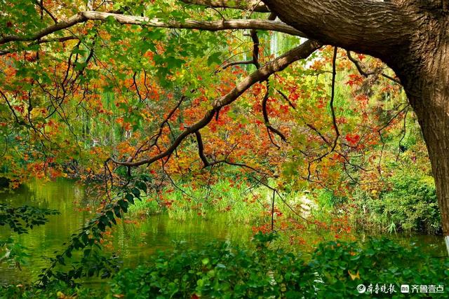 五龙潭公园里水杉林里，“跳”进来两只银杏鹿