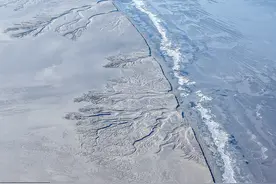 浙江海宁：冰冻潮汐树栩栩如生图片