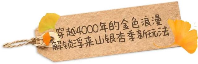 赵立坚微博打call日照银杏古树！附高清大图+进阶玩法！