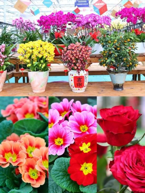 2026沪上年宵花市开逛！“花”式逛出新年味