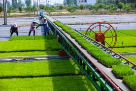 图集｜谷雨农忙图片