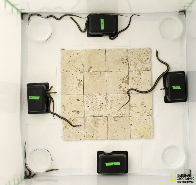 从未设想过的蛇类行为，亮相响尾蛇直播