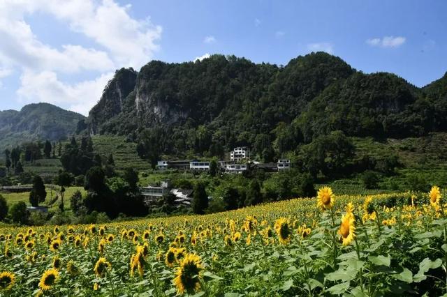 开阳县南江乡：300亩向日葵花绽放 盛夏美景引客来