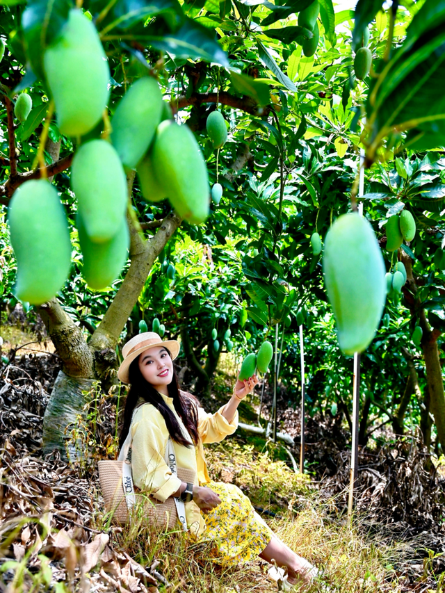 百色田东，“中国芒果之乡”不止芒果！