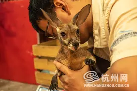 超萌“拳击手” 杭州野生动物世界首次人工育幼袋鼠幼崽（组图）图片