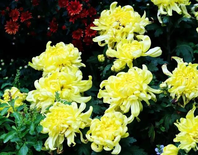 重阳登高栖霞山！玩心不“老”很嗨皮~