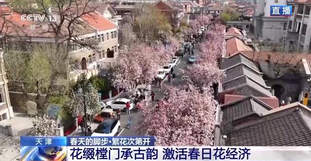 南北春花次第开放 “赏花经济”解锁农文旅融合新业态